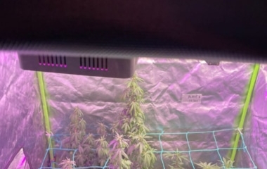 Policija u Žepču pronašla labaratoriju za uzgoj indijske konoplje